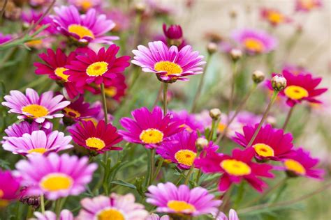 daidy blooms|12 Types of Daisies to Grow in Your Garden